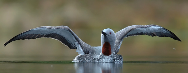 Kaakkuri, Red-throated Diver, Gavia stellata
